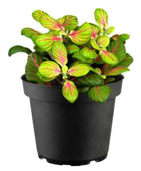 Fittonia verschaffeltii 'Bubble Green'