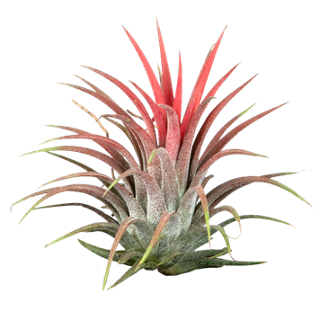 Tillandsia ionantha 'Red'