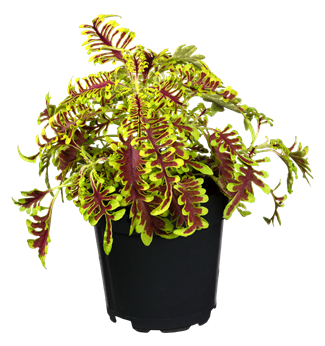 Coleus blumei 'Skeleton'