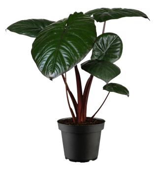 Alocasia 'Chocolate Green'