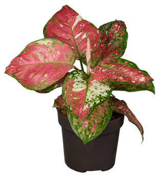 Aglaonema commutatum 'Jazzy Red'