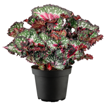 Begonia rex 'Purple Blush'