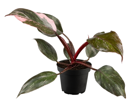 Philodendron 'Pink Marble'