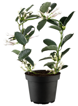 Stephanotis floribunda 'Alpine'