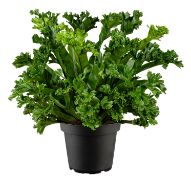 Asplenium antiquum 'Leslie'