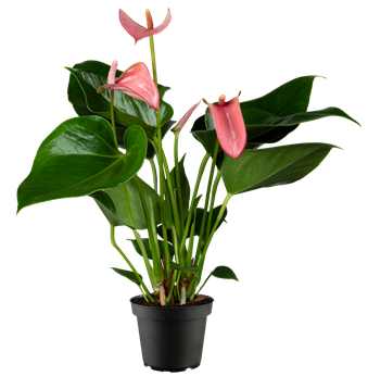 Anthurium x andreanum 'Cherry Love'