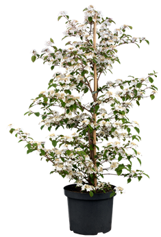 Viburnum plicatum 'Kilimandjaro® Sunrise'