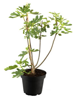 Ficus carica 'Bornholm´s Diamant'