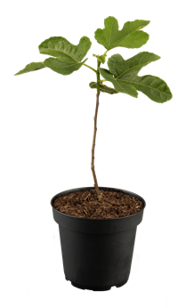 Ficus carica 'Desert King'