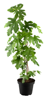 Ficus carica 'Perretta'