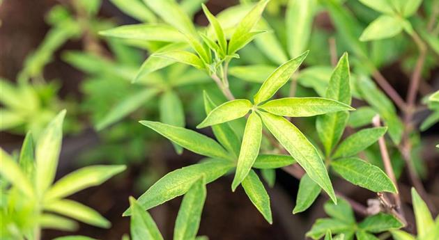 Vitex agnus-castus 'Pink Pinnacle'®