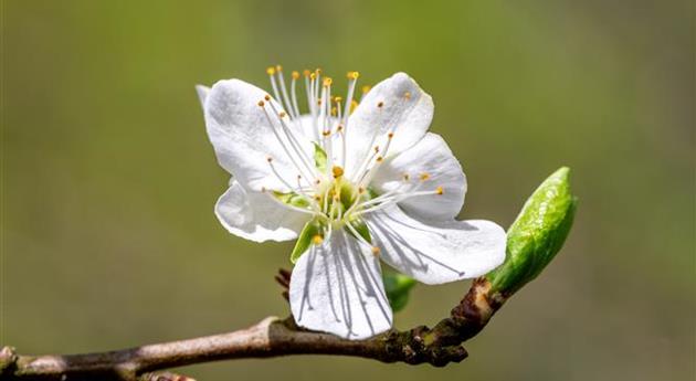 Prunus domestica subsp. domestica 'Wangenheims Frühzwetschge'