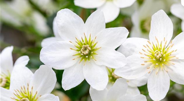 Clematis 'Joe'