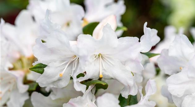 Rhododendron carolinianum 'Dora Amateis'