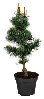 Pinus parviflora 'Bonnie Bergman'