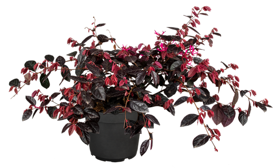 Loropetalum chinense 'Fire Dance'