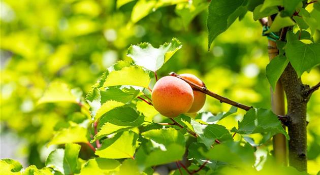 Prunus armeniaca 'Royal'