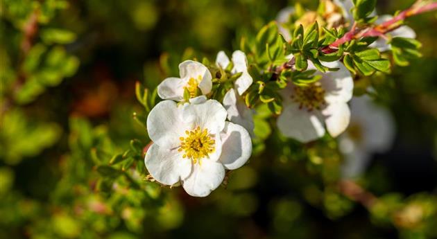 Potentilla fruticosa 'Pink Queen'