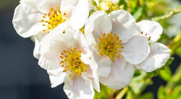 Potentilla fruticosa 'Pink Queen'