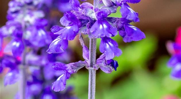 Salvia farinacea 'Mystic Spires'