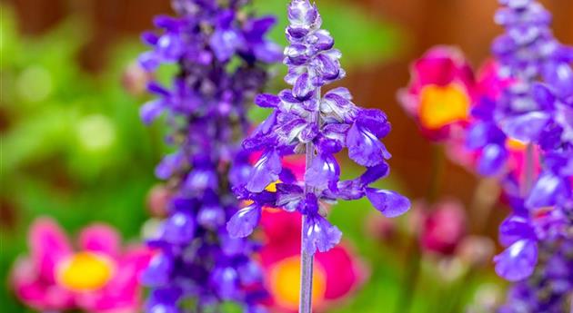 Salvia farinacea 'Mystic Spires'