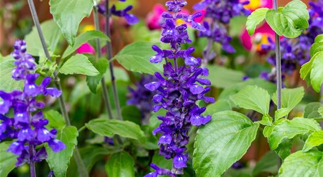 Salvia farinacea 'Mystic Spires'