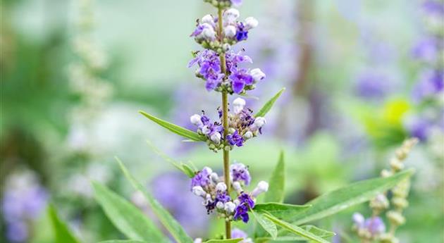 Vitex agnus-castus