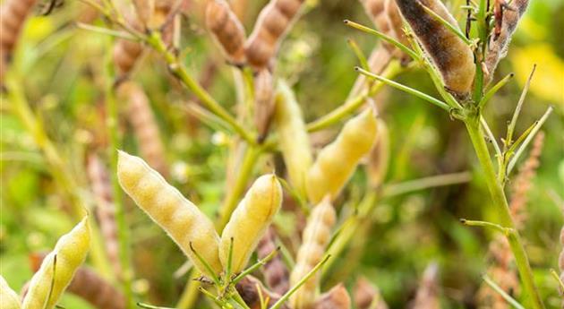 Lupinus angustifolius