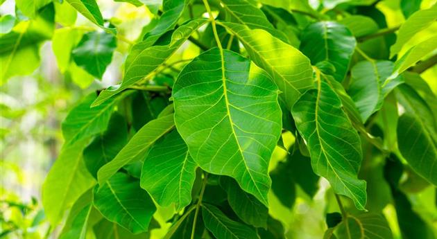 Juglans regia 'Lange van Lod'