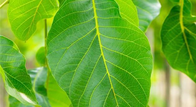 Juglans regia 'Lange van Lod'