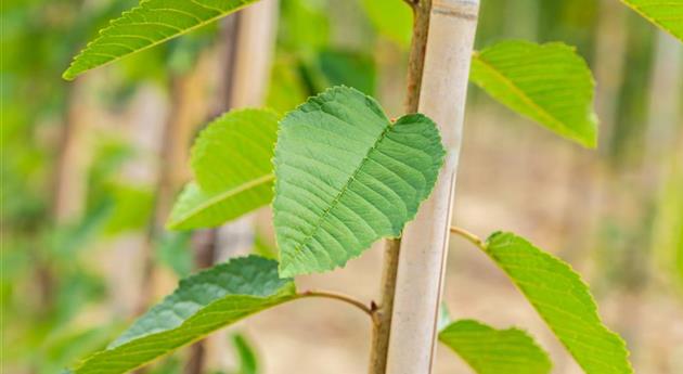 Prunus avium 'Bigarreau Blanc et Rose'