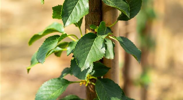 Prunus cerasus 'Morellenfeuer'