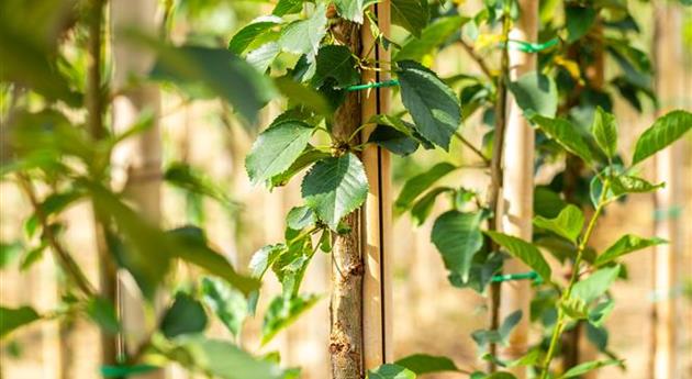 Prunus cerasus 'Morellenfeuer'