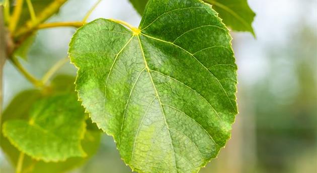 Tilia x euchlora