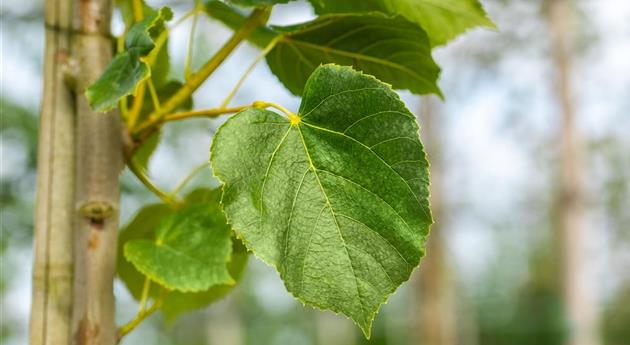 Tilia x euchlora