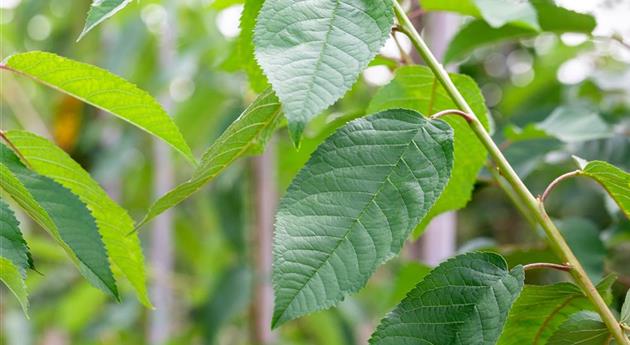 Prunus avium 'Bigarreau Noir'