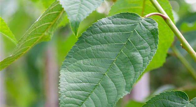 Prunus avium 'Bigarreau Noir'