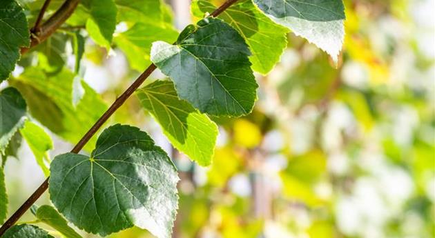 Tilia cordata 'Erecta'