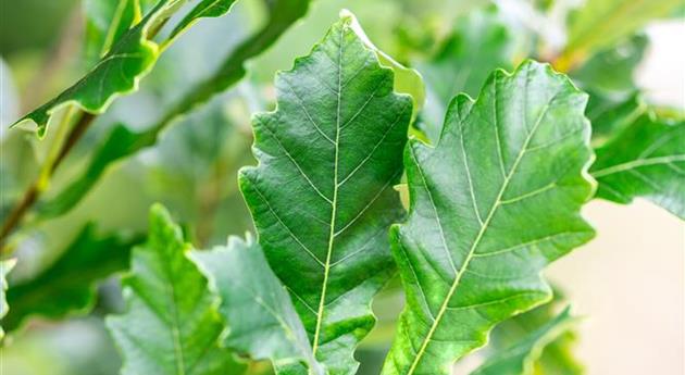 Quercus x warei 'Long'