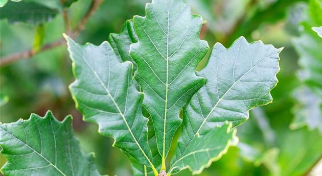 Quercus x warei 'Long'