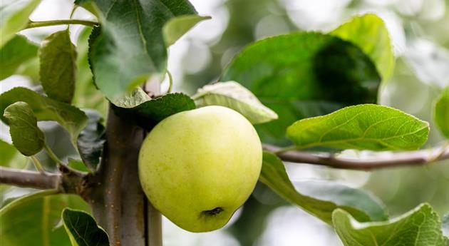 Malus domestica 'Klarapfel'