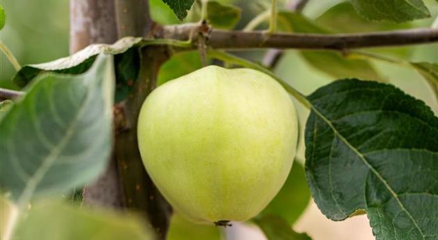 Malus domestica 'Klarapfel'