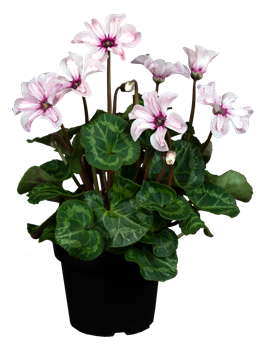 Cyclamen persicum 'Illusia'®