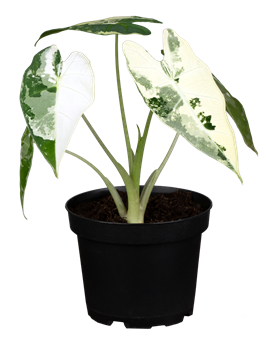 Alocasia micholitziana 'Frydek Variegata'