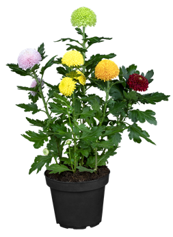 Chrysanthemum indicum 'Flowerpops Carnaval'