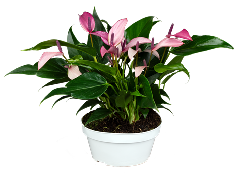 Anthurium x andreanum 'Zizou'