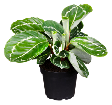 Calathea 'Apple Bee'