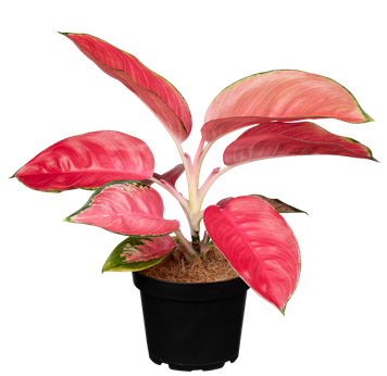 Aglaonema commutatum 'Flamingo'