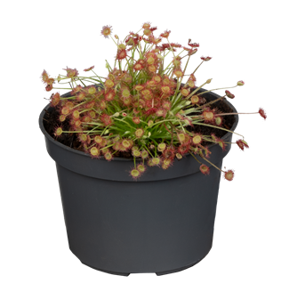 Drosera paradoxa