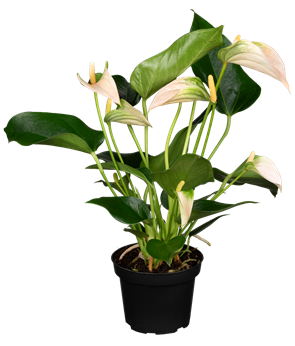 Anthurium x andreanum 'KARMA Joli Peach'